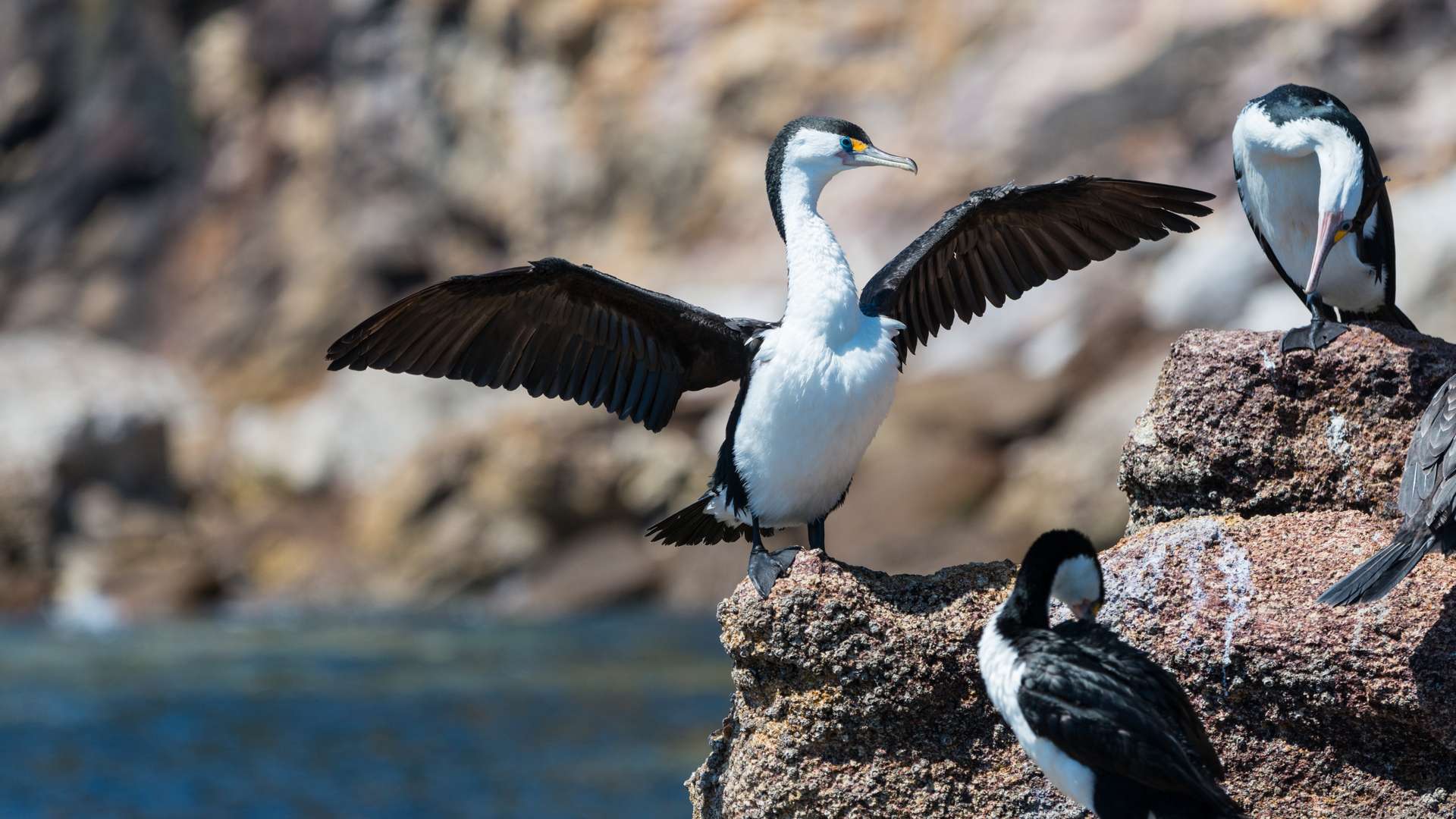 Wildlife Experience with Cathedral Cove Boat Tour